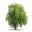 depositphotos_27876853-stock-photo-isolated-weeping-willow-on-a